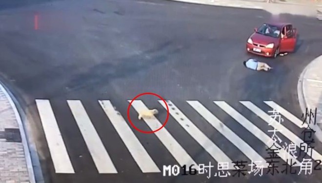 Đang định qua đường thì thấy người bị xe đâm, hành động của chú chó thông minh khiến ai cũng kinh ngạc - Ảnh 4.