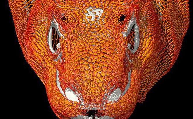 Giới khoa học ngạc nhiên với cấu trúc bộ xương đặc biệt của rồng Komodo