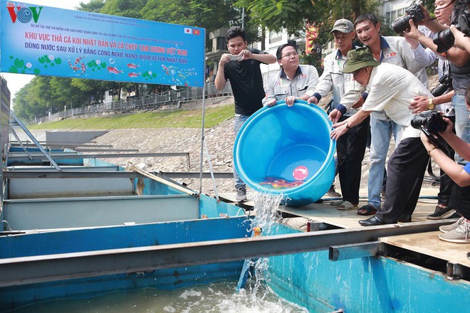 Cá Koi bơi lội khỏe mạnh sau hơn 24h được thả xuống sông Tô Lịch - Ảnh 2.