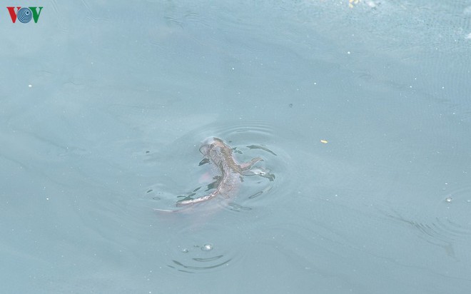 Cá Koi bơi lội khỏe mạnh sau hơn 24h được thả xuống sông Tô Lịch - Ảnh 11.