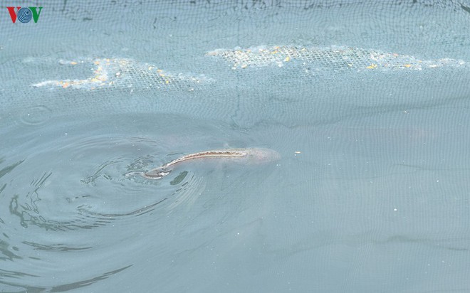 Cá Koi bơi lội khỏe mạnh sau hơn 24h được thả xuống sông Tô Lịch - Ảnh 12.