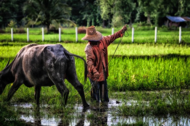 Vi khuẩn Whitmore có phải vi khuẩn ăn thịt người? Ai có nguy cơ mắc? - Ảnh 7.