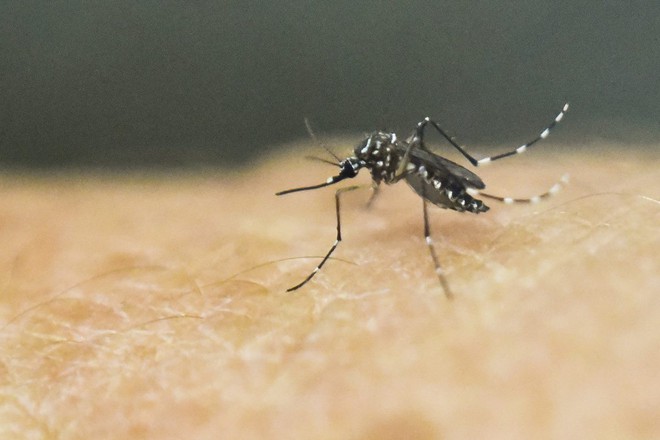 Chỉ vì muỗi cắn, người đàn ông khỏe mạnh bỗng bị chết não sau 9 ngày bởi loại virus nguy hiểm này - Ảnh 2.