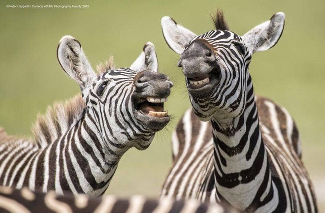 Chết cười với những khoảnh khắc vui nhộn trong thế giới động vật - Ảnh 20.