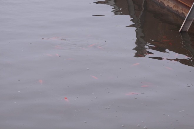 Camera canh giữ ngày đêm, cá koi Nhật vẫn chết trên sông Tô Lịch - Ảnh 11.
