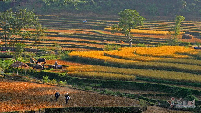 Cảnh sắc đẹp nhất thế giới mỗi năm 1 lần chỉ có ở Việt Nam - Ảnh 8.
