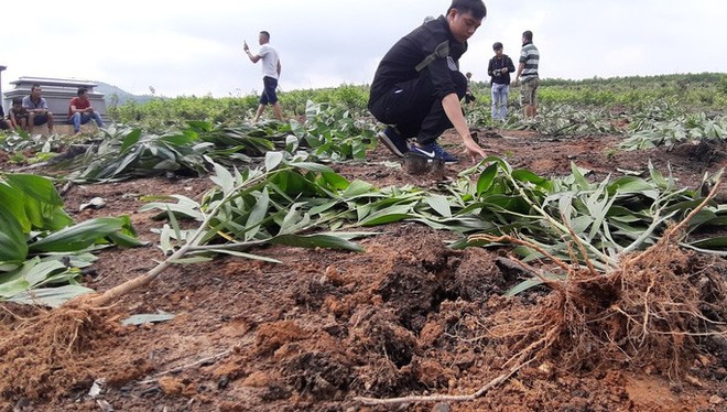 Cán bộ xã nhổ hàng ngàn cây keo: Người dân yêu cầu phải trồng lại - Ảnh 2.