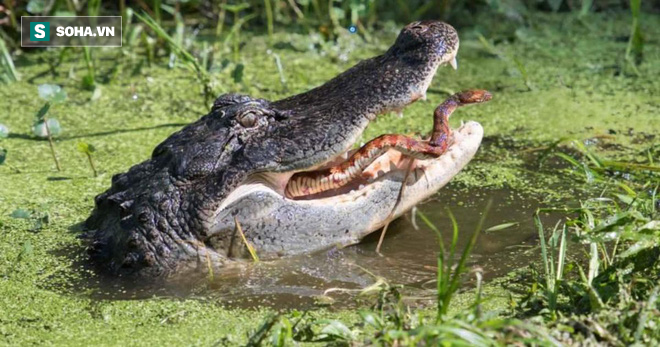 Rắn mamba độc bị cả đại bàng lẫn cá sấu tấn công: Kết cục đầy bi thảm! - Ảnh 1.