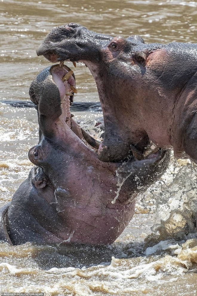 Cuộc chiến máu lửa của hai chú hà mã đực tại Kenya - Ảnh 1.