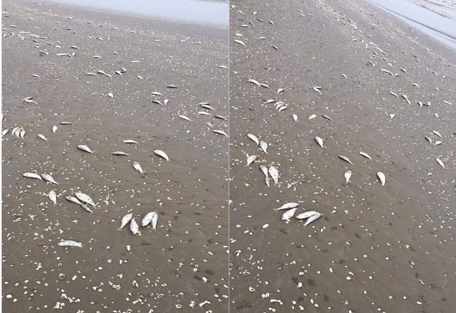 Cá chết dạt trên 4km bờ biển, người dân phát hiện đáy lưới giã cào đứt nghi là nguyên nhân - Ảnh 1.