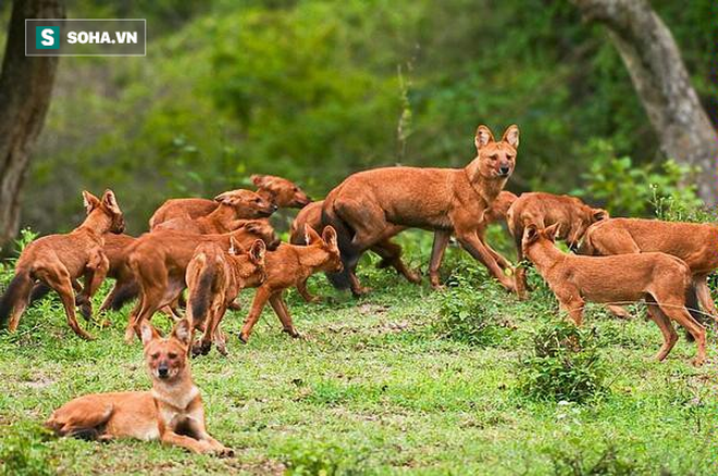 Lần hiếm hoi đụng độ sói lửa, báo hoa mai phải bỏ cả mồi ngon để chạy - Ảnh 1.