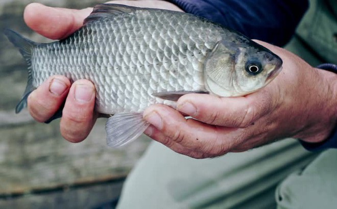 Mất đi nhẫn kim cương và túi vàng, người đàn ông bỗng tìm lại được tất cả khi mua 1 con cá