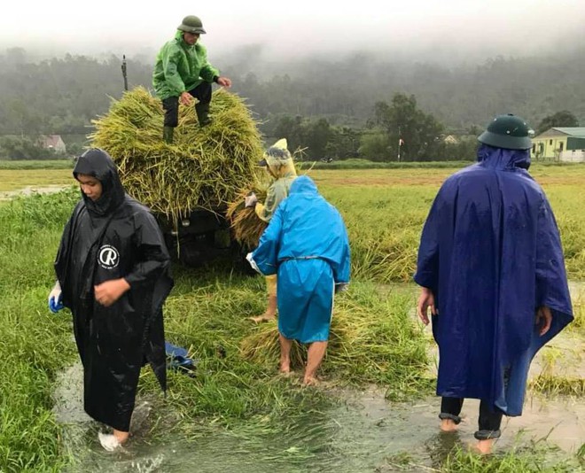 Hàng chục thanh niên tình nguyện ở Hà Tĩnh ra đồng giữa mưa gặt lúa, chạy lũ giúp dân - Ảnh 3.