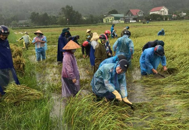 Hàng chục thanh niên tình nguyện ở Hà Tĩnh ra đồng giữa mưa gặt lúa, chạy lũ giúp dân - Ảnh 1.