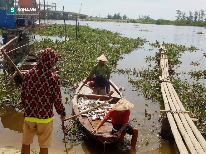 Sau 1 đêm, cá lồng giá trị lớn của toàn xã chết nổi trắng sông - Ảnh 1.