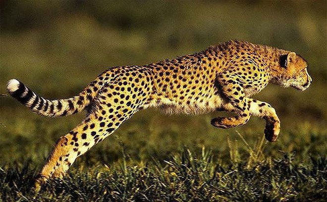 Kết quả hình ảnh cho báo săn