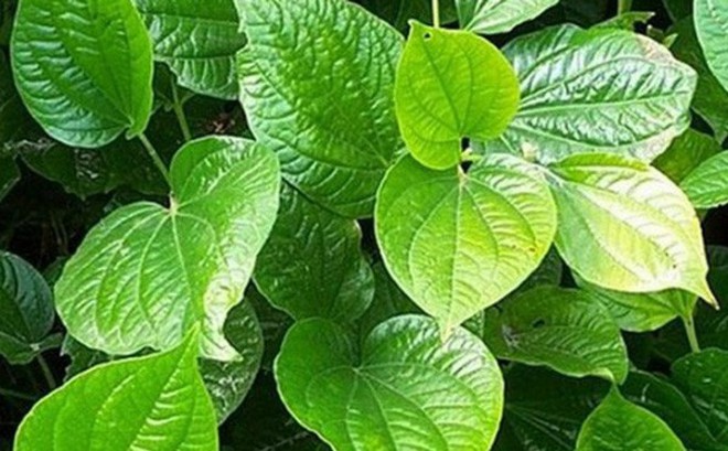 Cách chữa bệnh đổ mồ hôi chân tay bằng lá lốt cực hiệu quả Cách chữa bệnh đổ mồ hôi chân tay bằng lá lốt cực hiệu quả