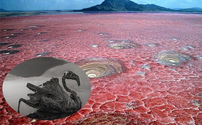 Bí ẩn về hồ nước tử thần khiến động vật 'hóa đá' khi rơi xuống