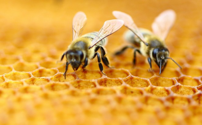 Nếu loài ong tuyệt chủng, rất có thể nhân loại chỉ tồn tại được thêm 4 năm