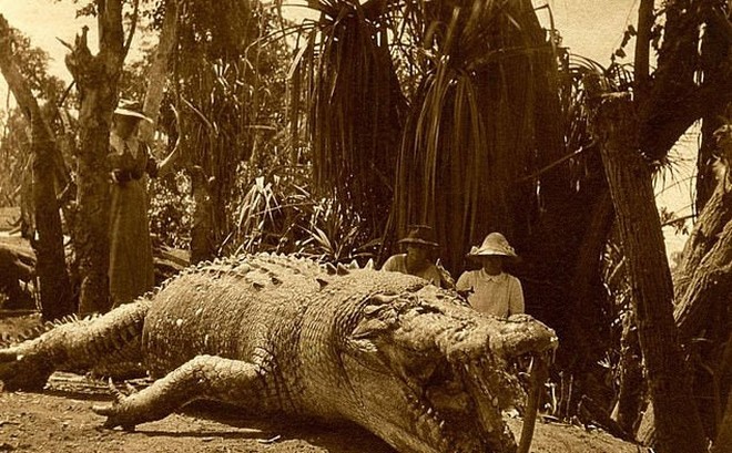 Người phụ nữ tiêu diệt con cá sấu lớn nhất Australia