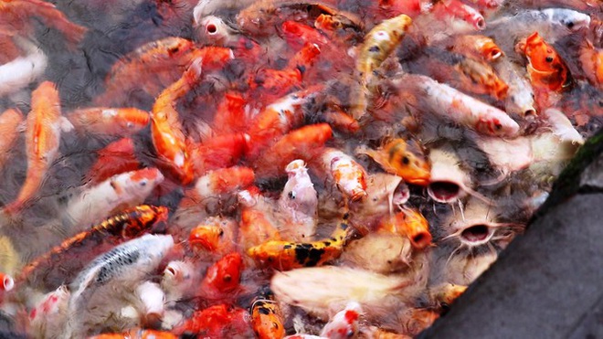 Đến Đại nội Huế ngắm đàn cá ‘khủng’ 5.000 con lấy may ngày đầu năm 2020 - Ảnh 3.