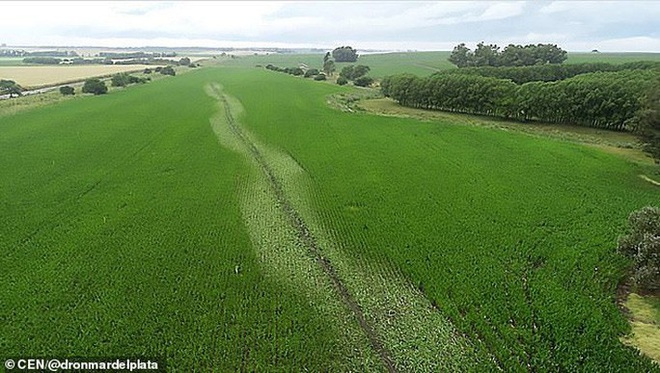 Vệt bùn dài thẳng tắp trên cánh đồng bắp vinh danh phi công tài ba - Ảnh 3.