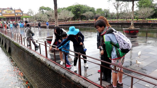 Đến Đại nội Huế ngắm đàn cá ‘khủng’ 5.000 con lấy may ngày đầu năm 2020 - Ảnh 4.