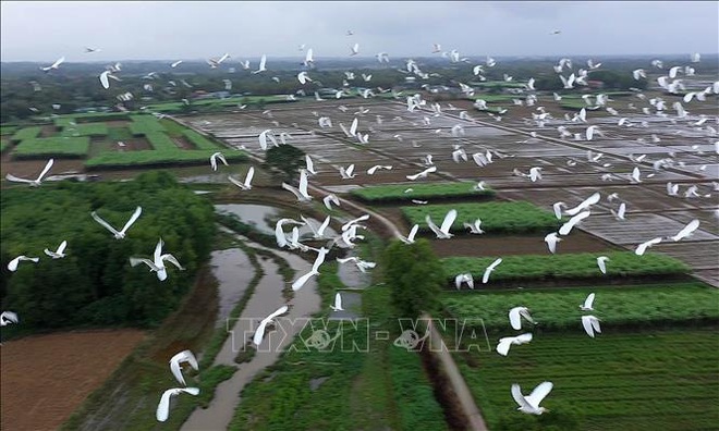 Thích thú ngắm những đàn chim, cò bay về trú ngụ tại Thừa Thiên Huế - Ảnh 2.