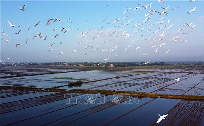 Thích thú ngắm những đàn chim, cò bay về trú ngụ tại Thừa Thiên Huế - Ảnh 7.