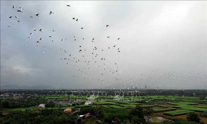 Thích thú ngắm những đàn chim, cò bay về trú ngụ tại Thừa Thiên Huế - Ảnh 3.