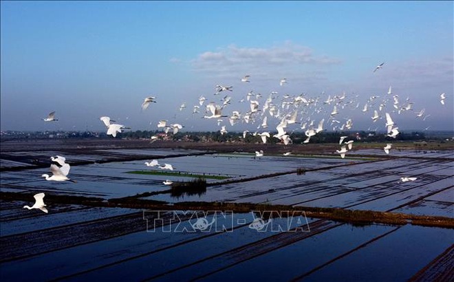 Thích thú ngắm những đàn chim, cò bay về trú ngụ tại Thừa Thiên Huế - Ảnh 4.
