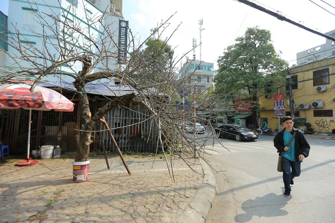 Vượt 300km về Hà Nội, đào rừng không lá không hoa hét giá khó tin gần 200 triệu đồng - Ảnh 1.