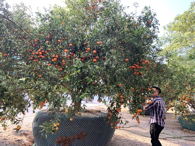 Chiêm ngưỡng cây quýt cổ thụ chưng Tết được đào từ rừng về có giá 100 triệu đồng - Ảnh 3.