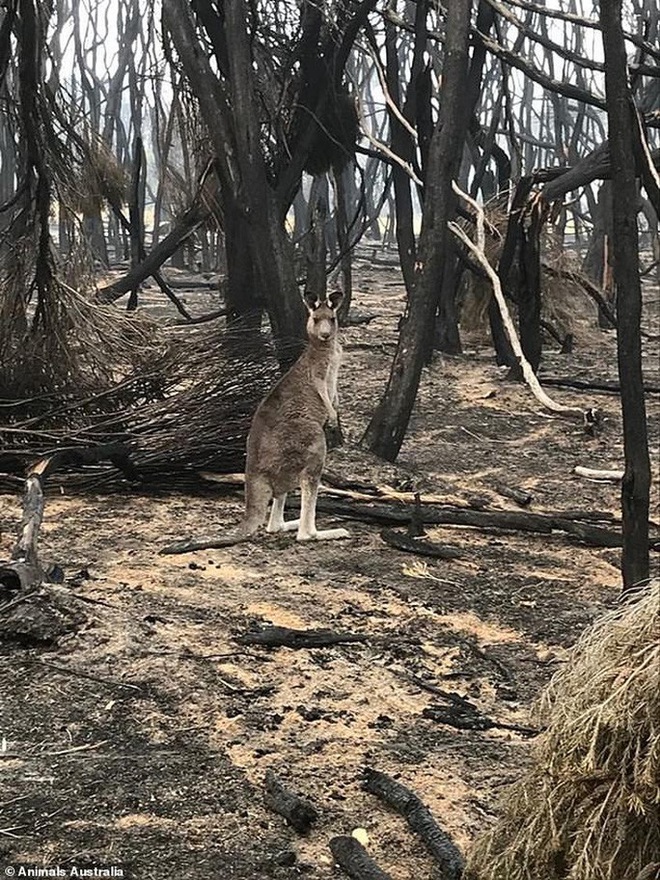 Úc: Mưa cà rốt và khoai lang cứu đói động vật bị cháy rừng - Ảnh 10.