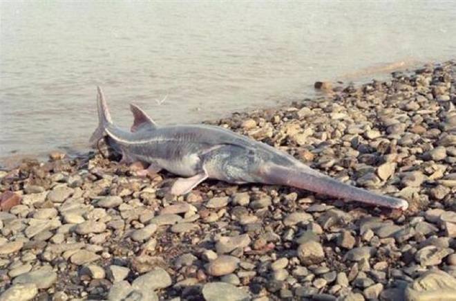 Vua cá nước ngọt khổng lồ siêu quý hiếm tuyệt chủng ở Trung Quốc - Ảnh 1.