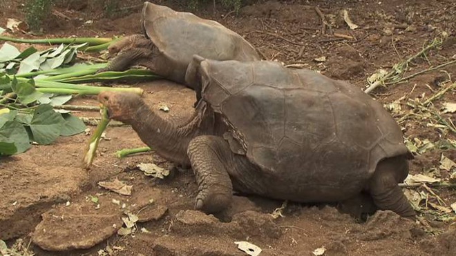 Cụ rùa 100 tuổi này sex nhiều đến mức cứu cả loài khỏi tuyệt chủng - Ảnh 1.