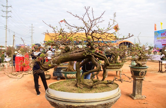 Ngắm khủng long bạo chúa, vũ nữ chân dài ở hội thi đại lão mai - Ảnh 1.