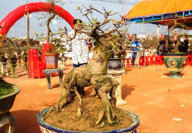 Ngắm khủng long bạo chúa, vũ nữ chân dài ở hội thi đại lão mai - Ảnh 2.