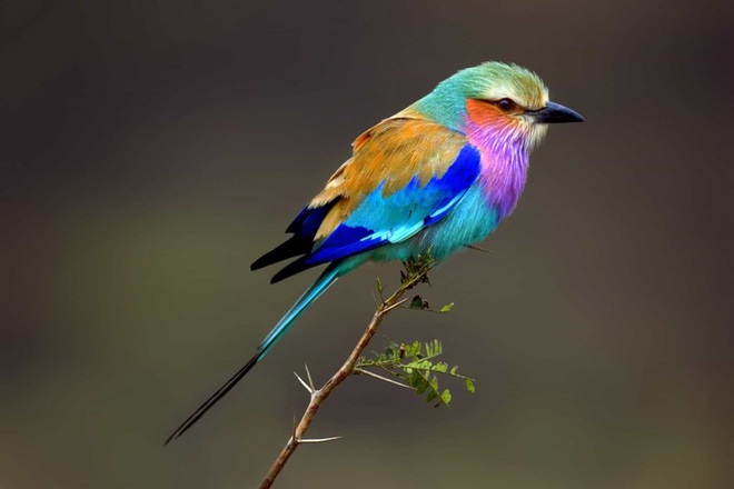 Những chú chim có bộ lông đẹp nhất thế giới - Ảnh 13.