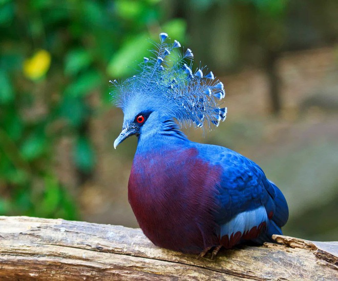 Những chú chim có bộ lông đẹp nhất thế giới - Ảnh 15.