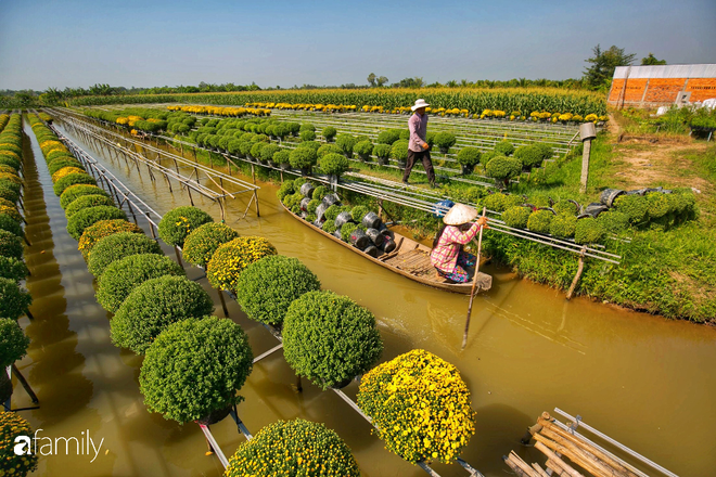 Ngất lịm giữa hàng chục cánh đồng cúc mâm xôi rộng bạt ngàn ở một trong những ngôi làng ăn Tết sớm nhất cả nước - Ảnh 15.