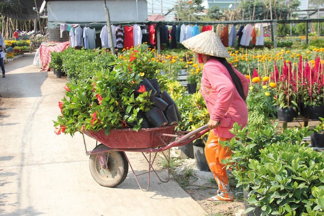 Nhiều chủng loại hoa mới, lạ ở Sa Đéc tấp nập lên phố - Ảnh 3.