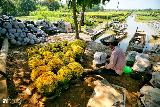 Ngất lịm giữa hàng chục cánh đồng cúc mâm xôi rộng bạt ngàn ở một trong những ngôi làng ăn Tết sớm nhất cả nước - Ảnh 6.