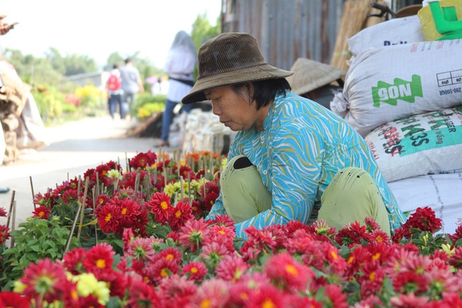 Nhiều chủng loại hoa mới, lạ ở Sa Đéc tấp nập lên phố - Ảnh 9.