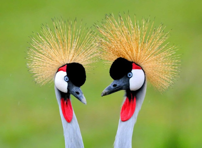 Những chú chim có bộ lông đẹp nhất thế giới - Ảnh 10.