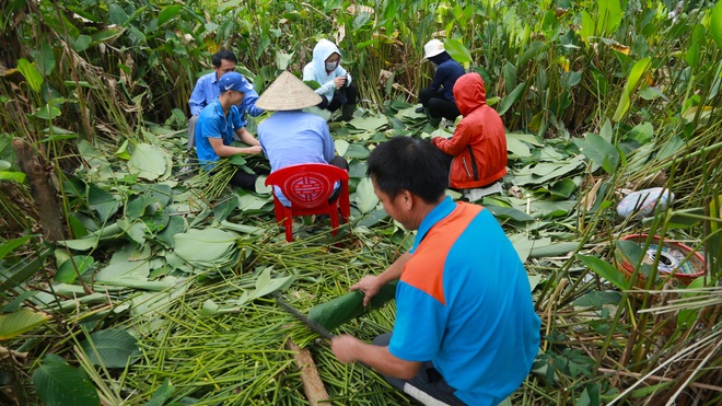 Về thủ phủ cung cấp lá dong gói bánh chưng Tết của Hà Tĩnh - Ảnh 2.