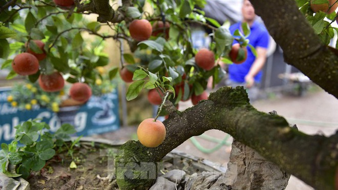 Bonsai chanh đào cực độc giá chục triệu bày Tết - Ảnh 6.