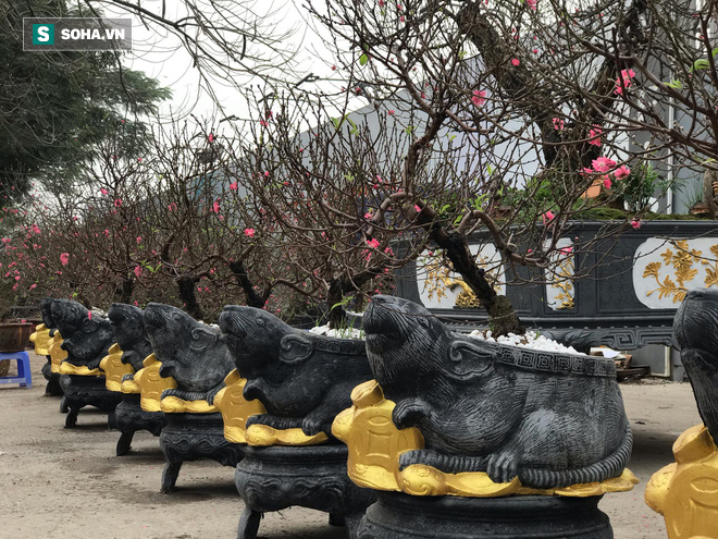 Chuột đen cưỡi vàng cõng hoa đào giá 2 triệu đồng hút khách dịp Tết 2020 - Ảnh 7.