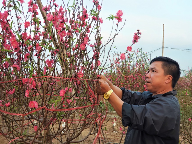 Xót xa vựa đào Nhật Tân nở hoa đỏ rực trước Tết, người dân ngậm ngùi hái bỏ cả nghìn bông - Ảnh 7.