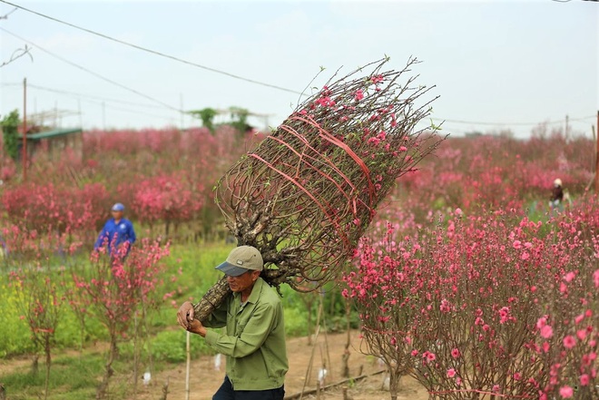 Xót xa vựa đào Nhật Tân nở hoa đỏ rực trước Tết, người dân ngậm ngùi hái bỏ cả nghìn bông - Ảnh 8.